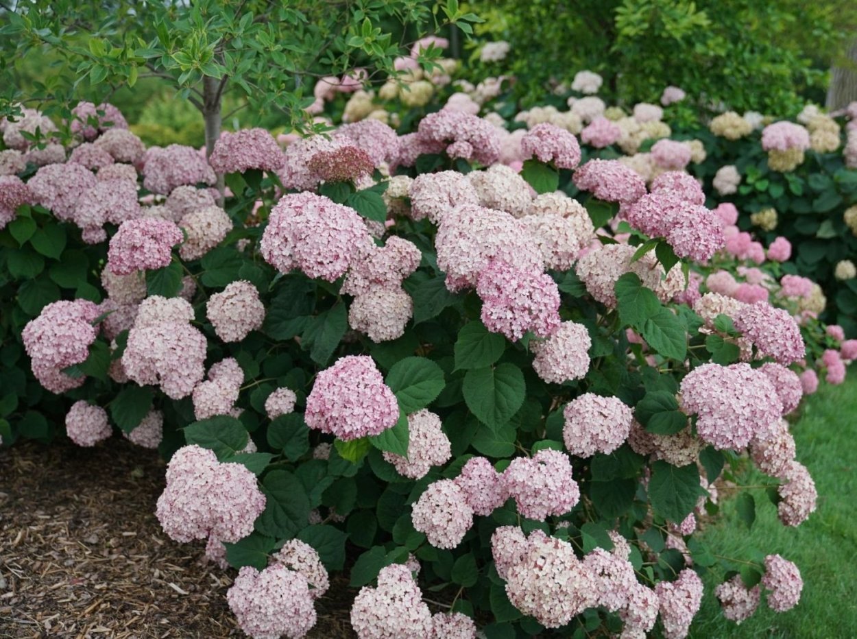 Гортензия кандибелле баблгам