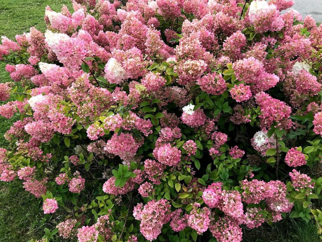 Гортензия метельчатая Confetti