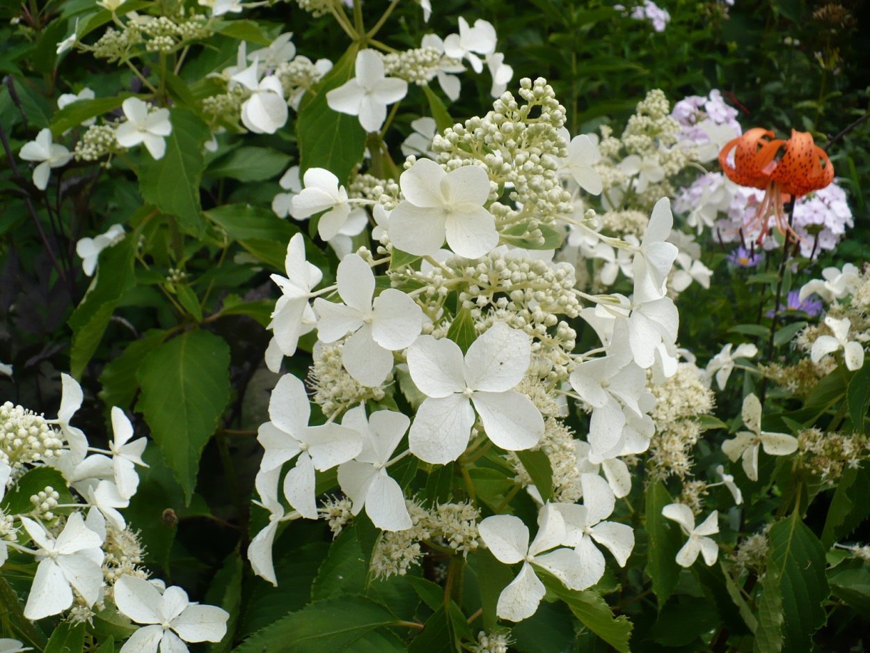 Гортензия метельчатая Magical Starlight