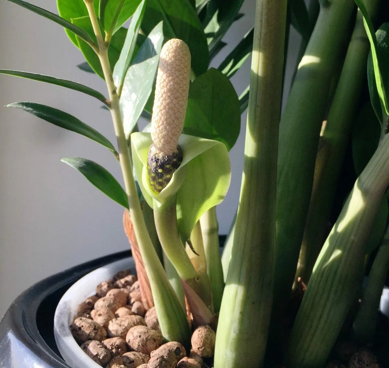 Замиокулькас долларовое дерево