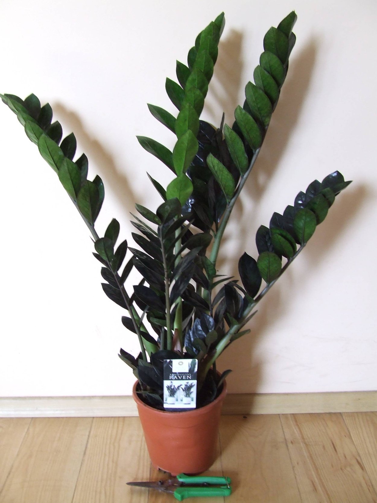 Замиокулькас Замбези