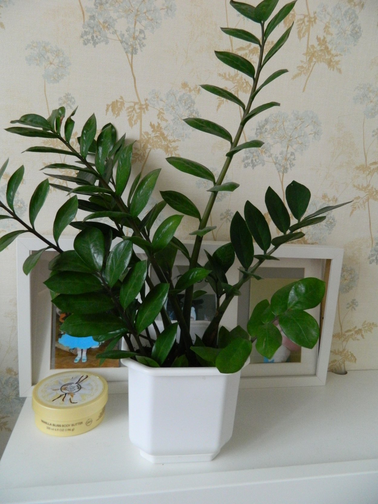 Замиокулькас мужегон