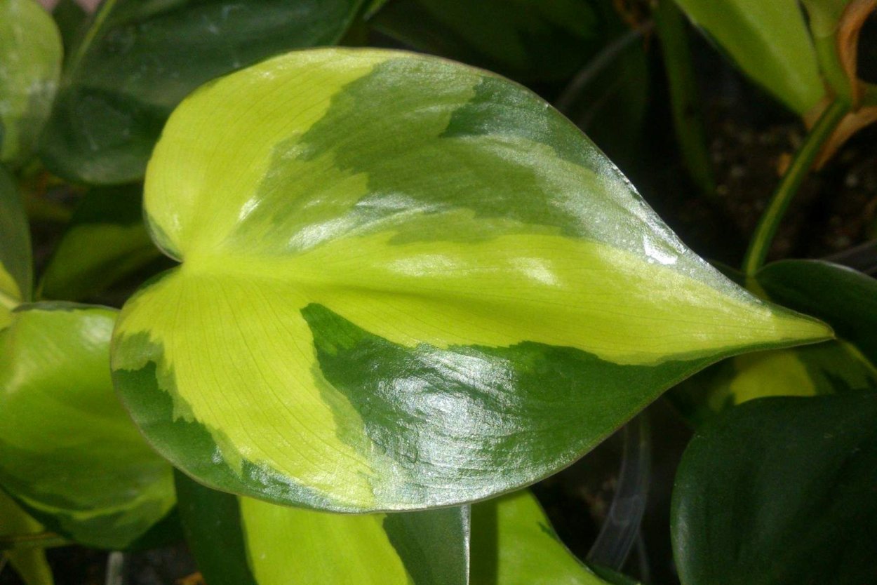 Филодендрон Сканденс медиопикта