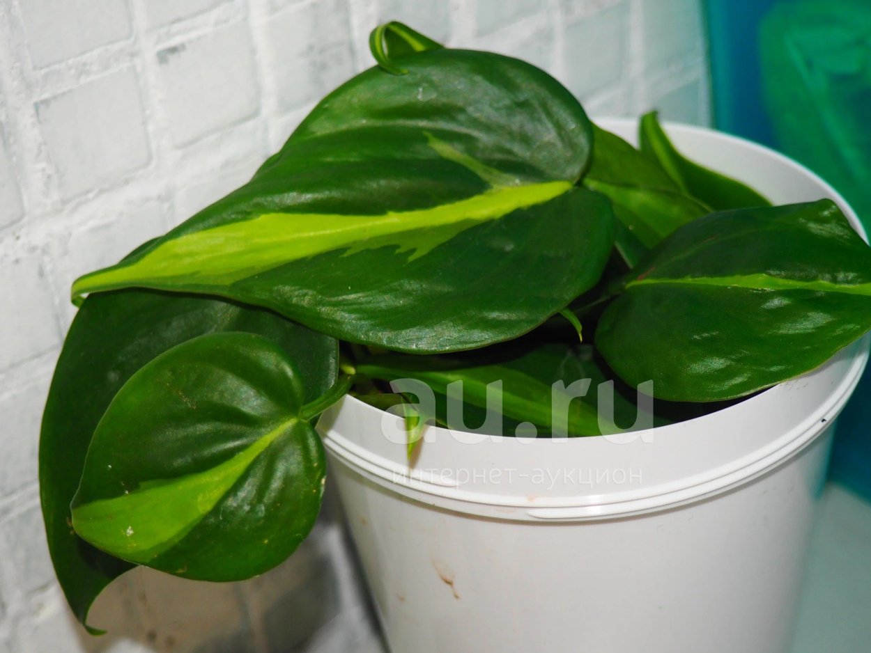 Филодендрон Медиа Пикта