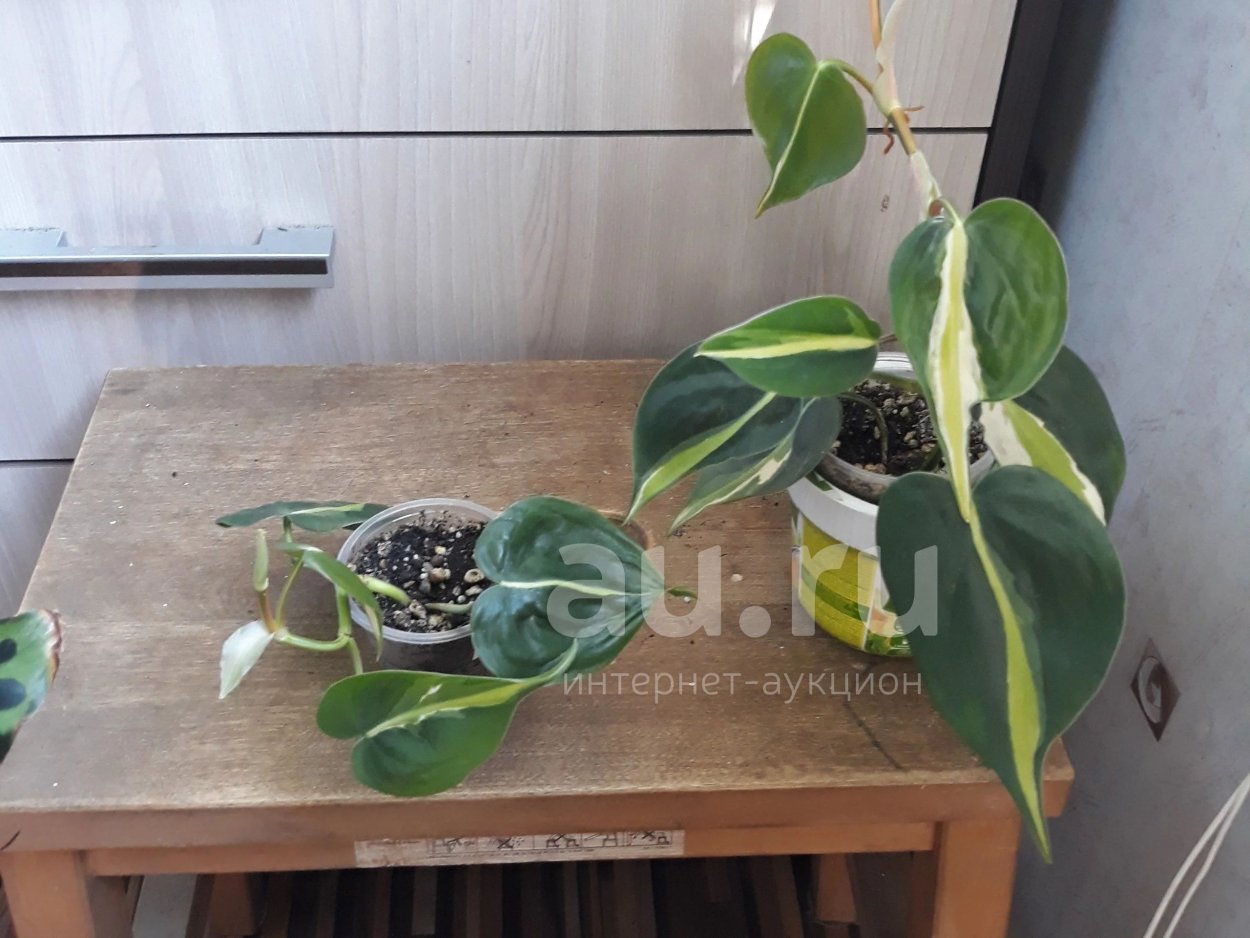 Филодендрон Mediopicta Tricolor