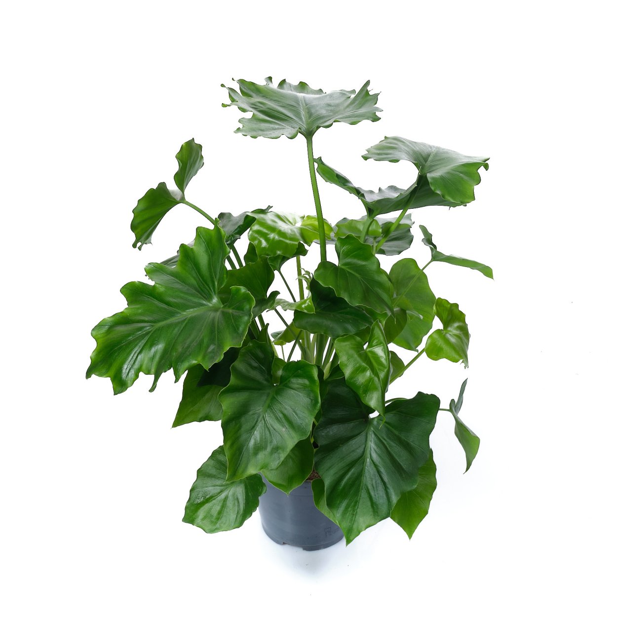 Филодендрон Голден Ксанаду