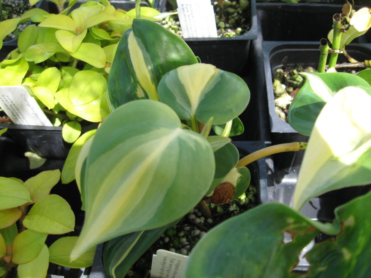 Филодендрон Scandens variegata