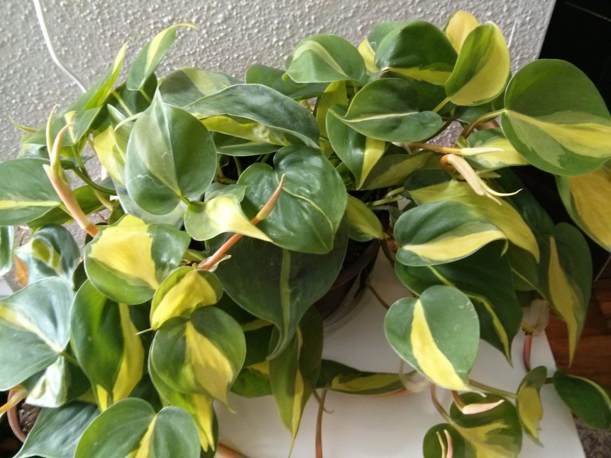 Филодендрон зебрина