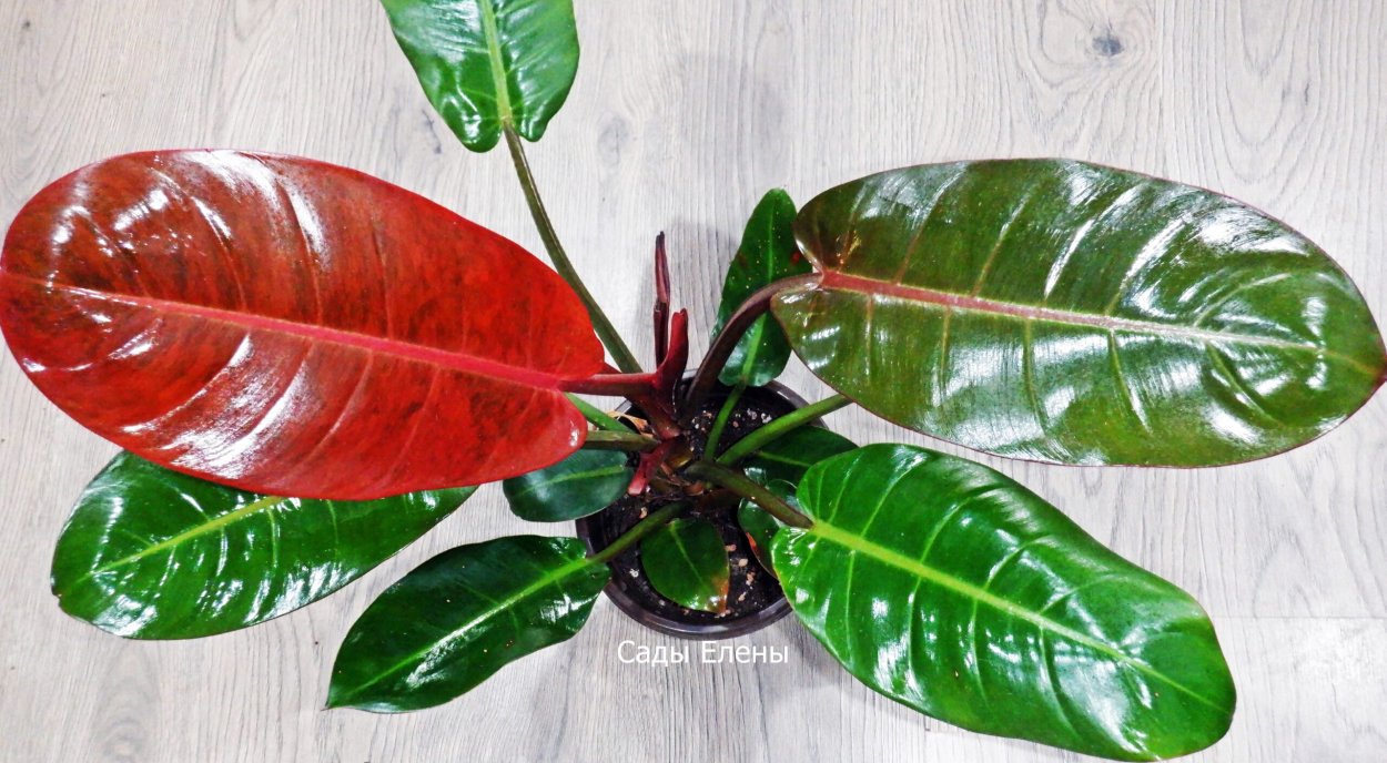 Филодендрон sunlight
