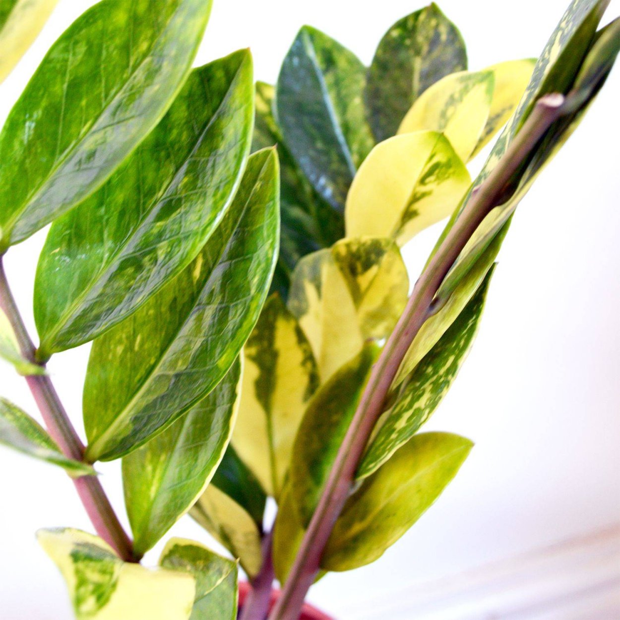 Замиокулькас Лонг Лив вариегатный