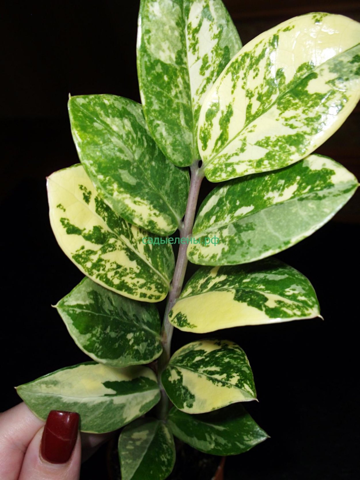 Замиокулькас шорт Лив вариегатный