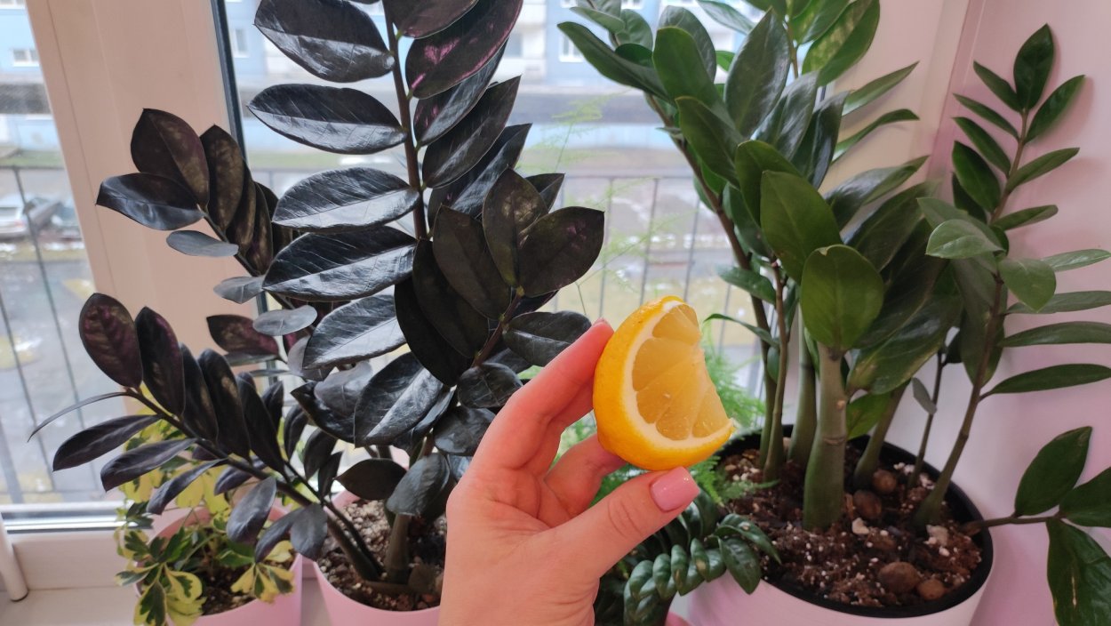 Цветок который поливают раз в месяц