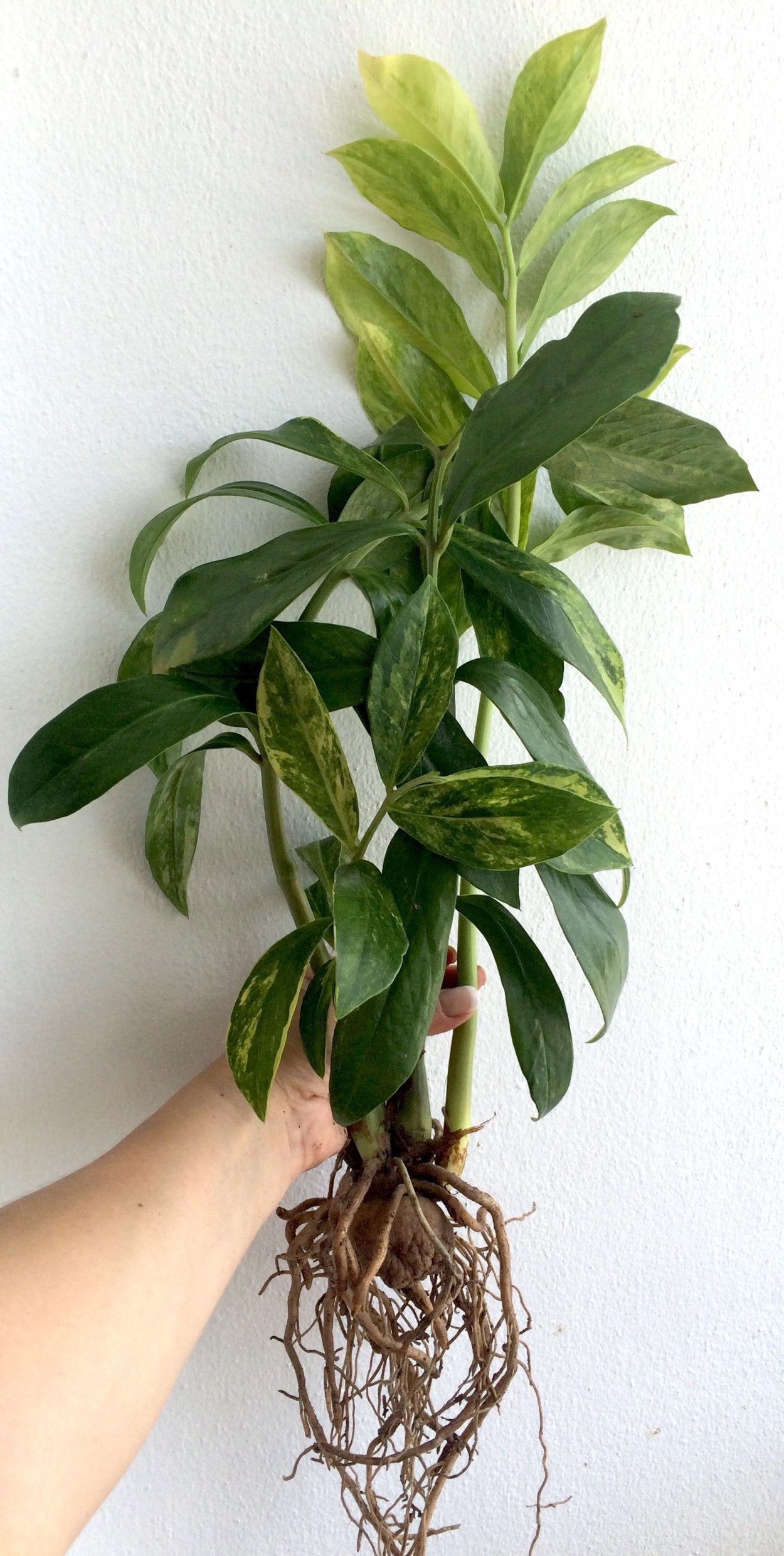 Zamioculcas Zamifolia variegated (short Leaf)