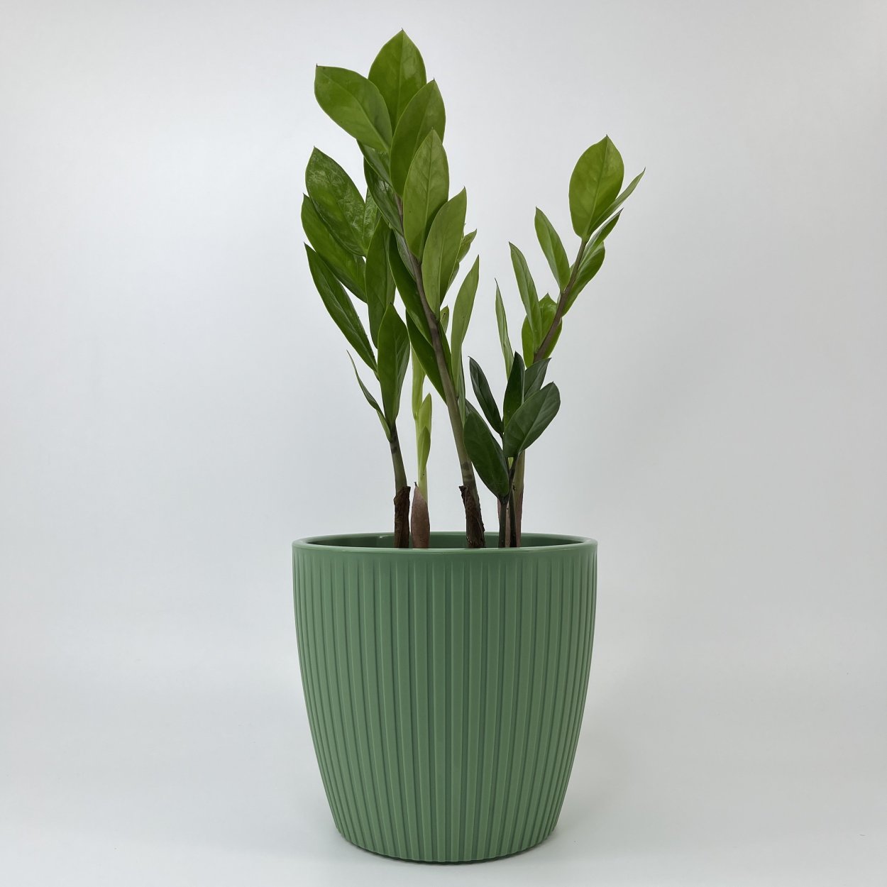 Замиокулькас долларовое дерево