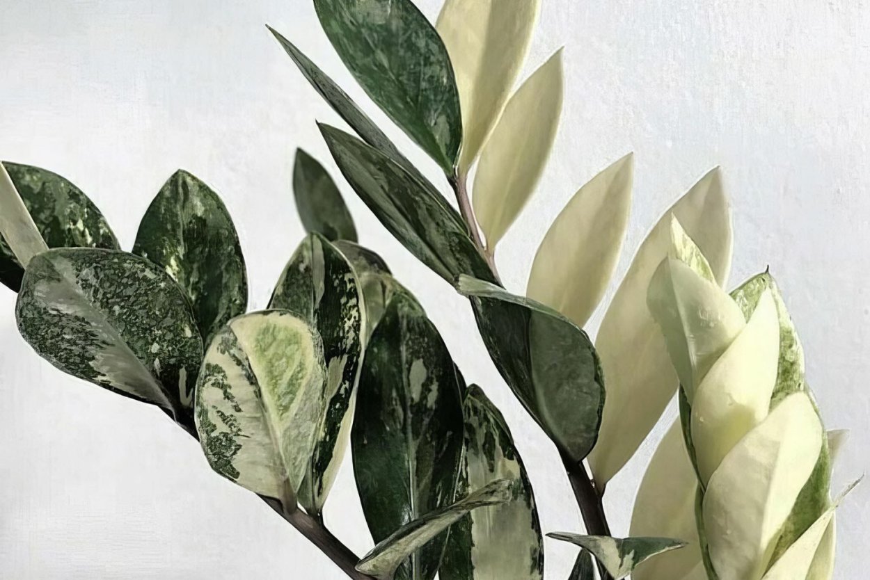 Замиокулькас Лонг Лонг