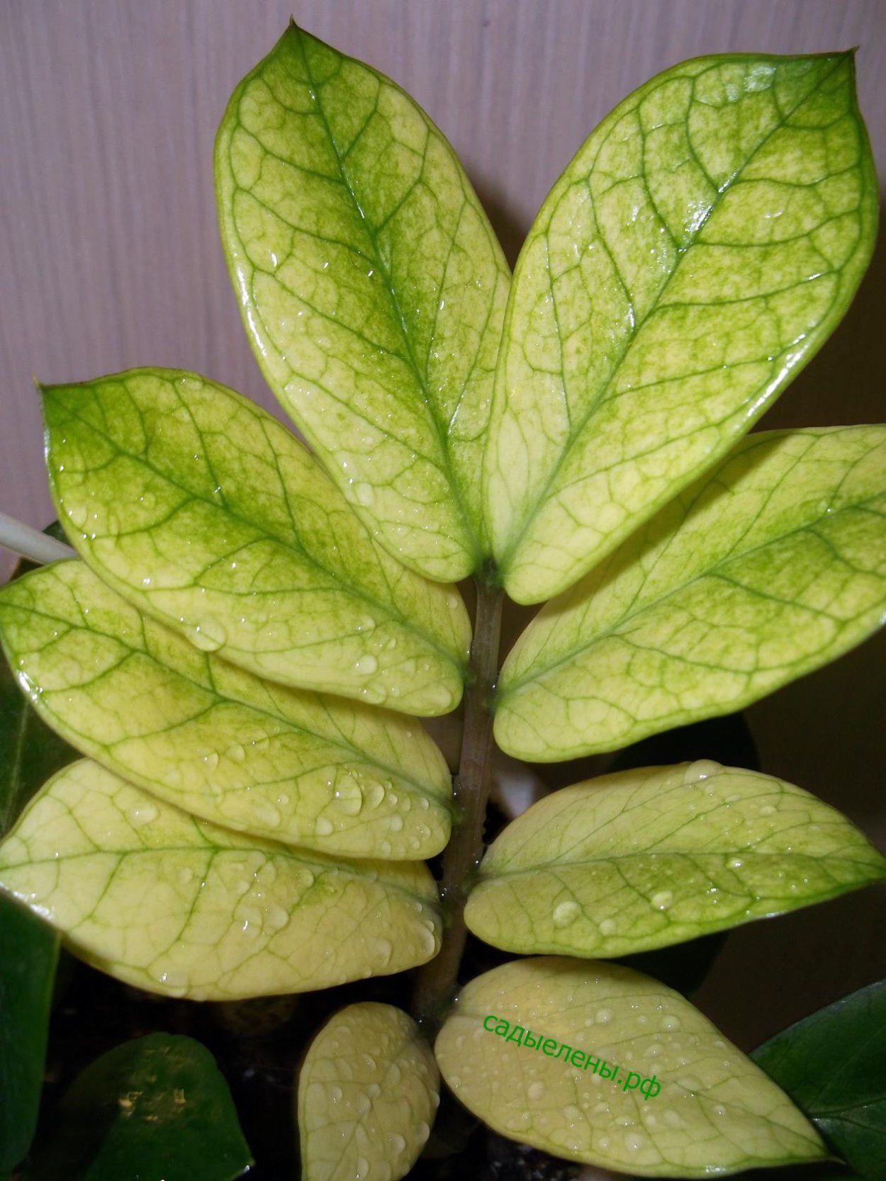 Замиокулькас тайский вариегатный