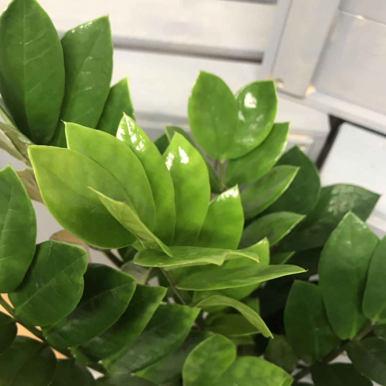 Замиокулькас картинка с фокусом