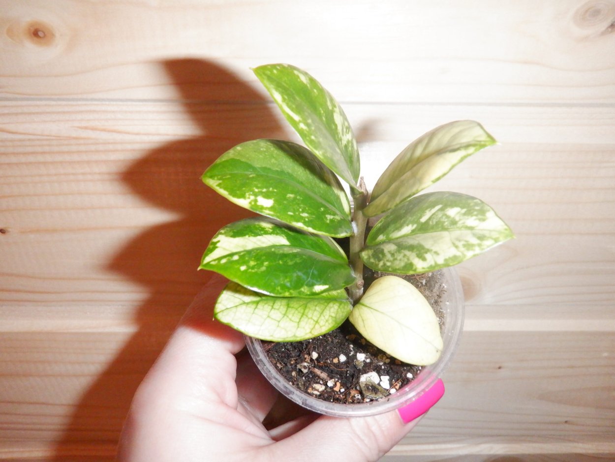 Замиокулькас шорт Лив вариегатный