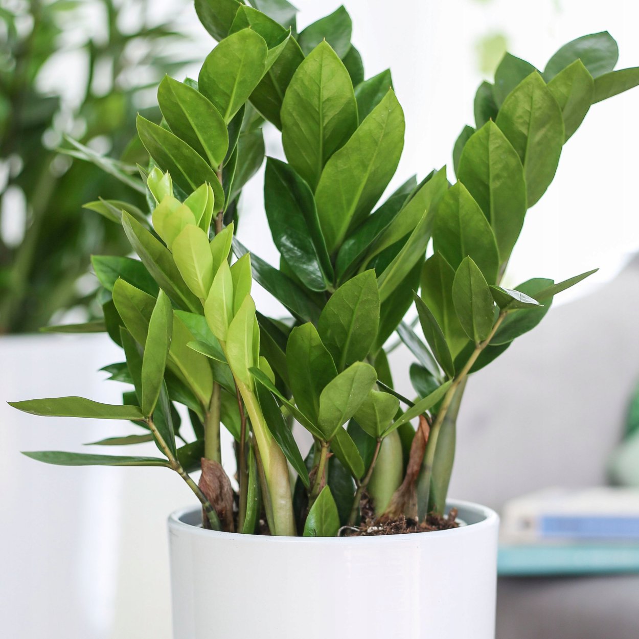 Замиокулькас замиелистный