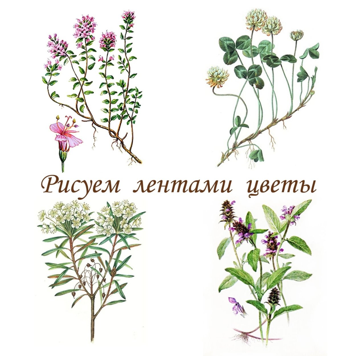 Тимьян и Клевер Ролдугина