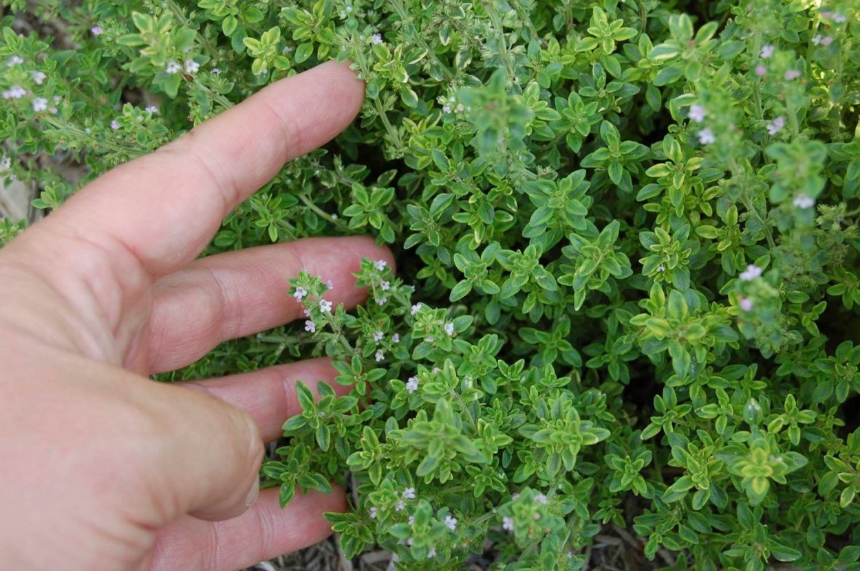 Тимьян мелколистный