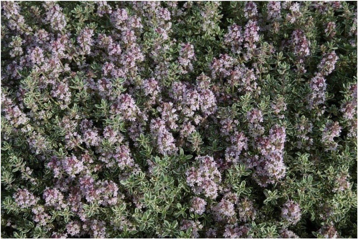 Тимьян вульгарис Сильвер