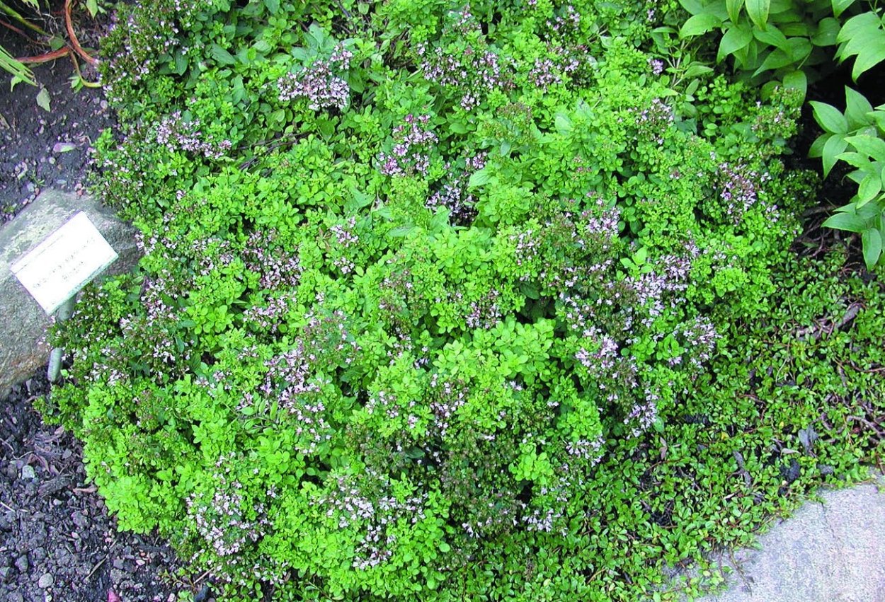 Тимьян змейка овощной