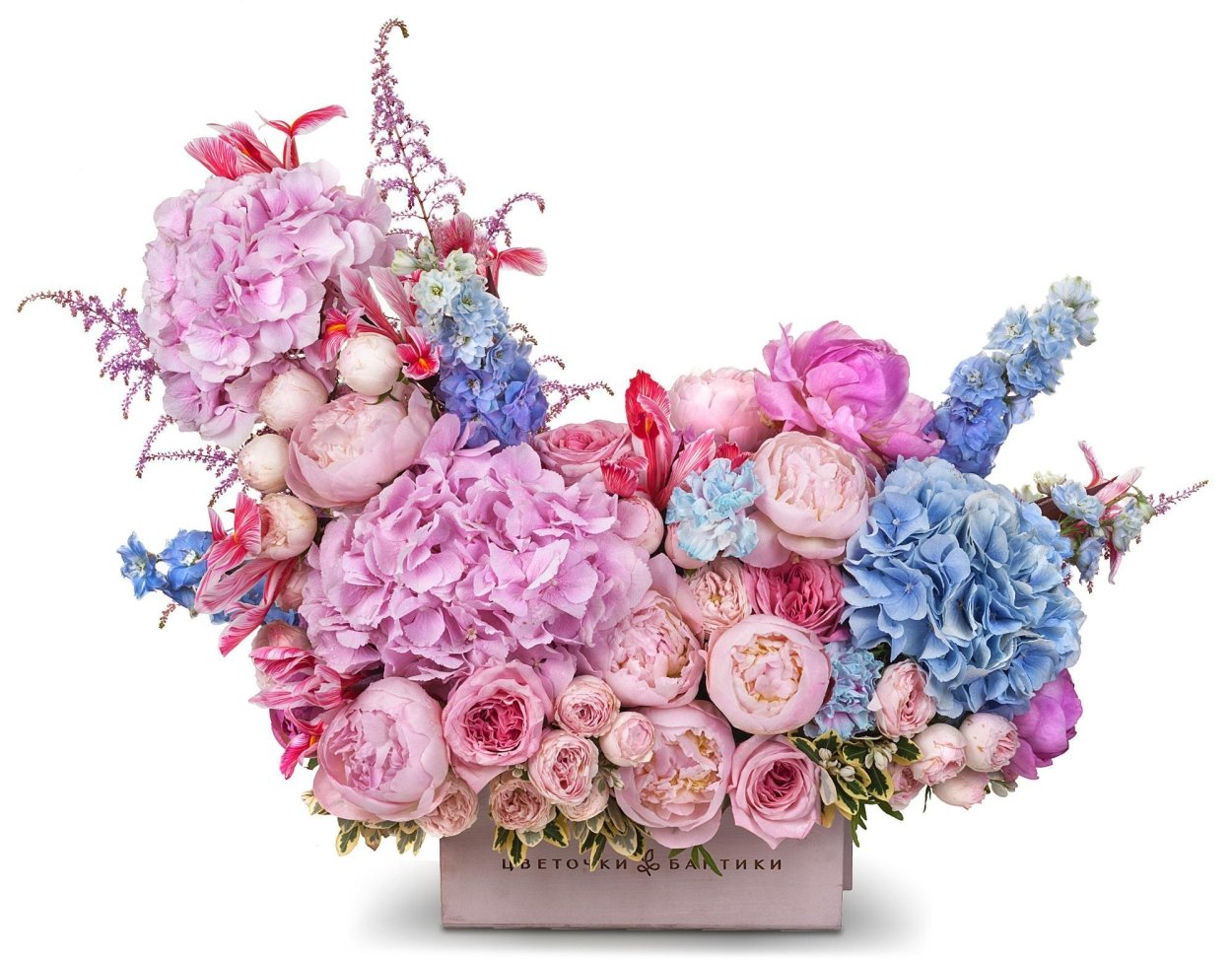 Пионы букет на белом фоне