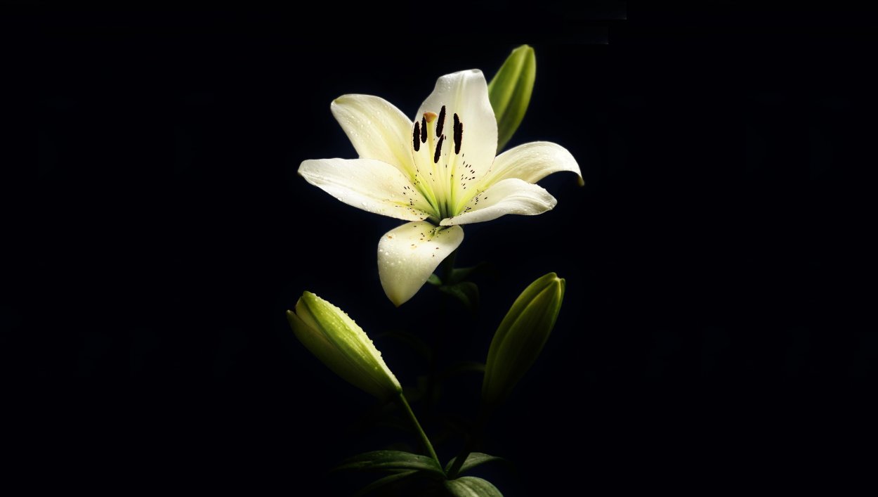 Белые лилии на черном фоне