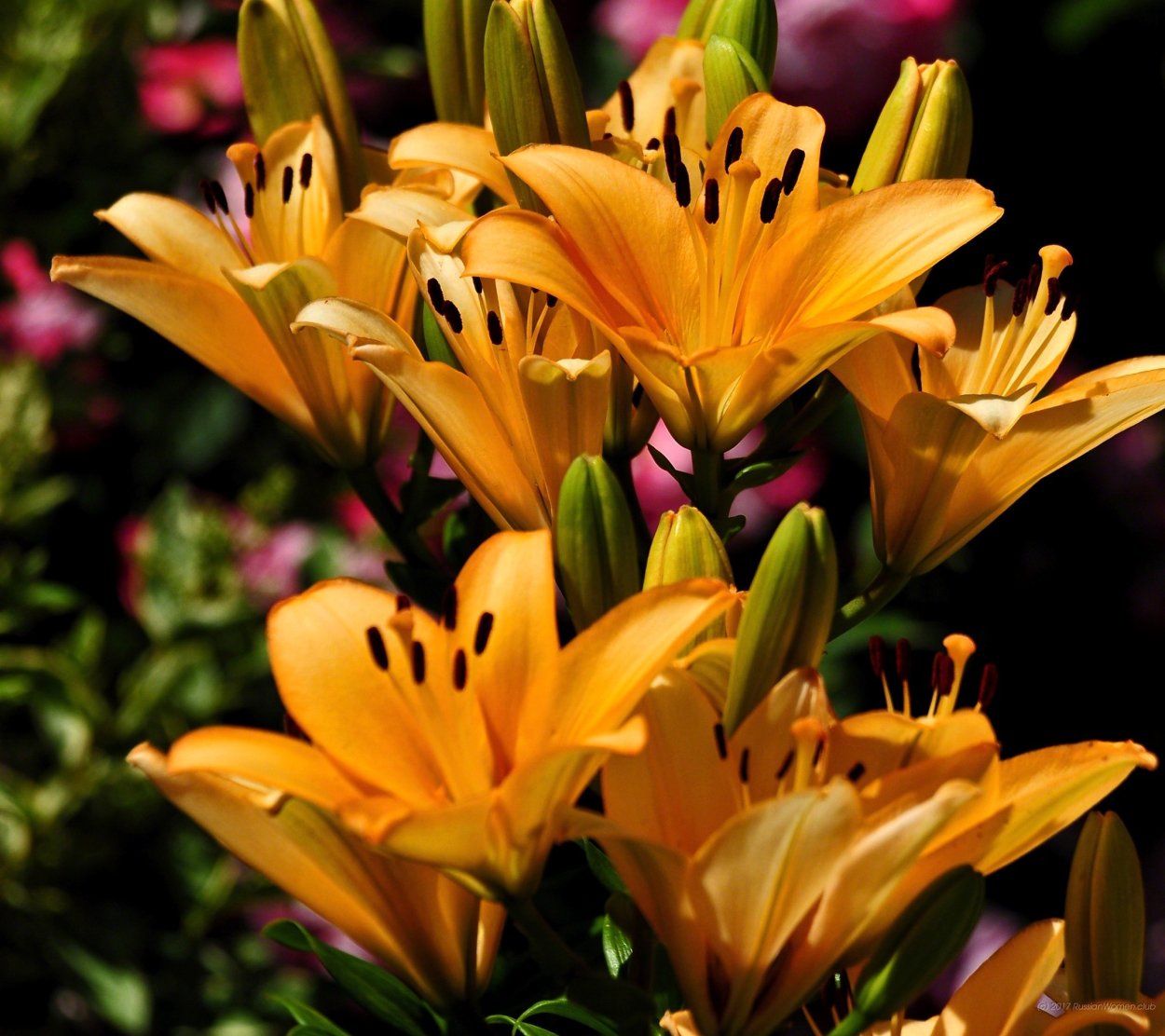 Лилии вертикальные