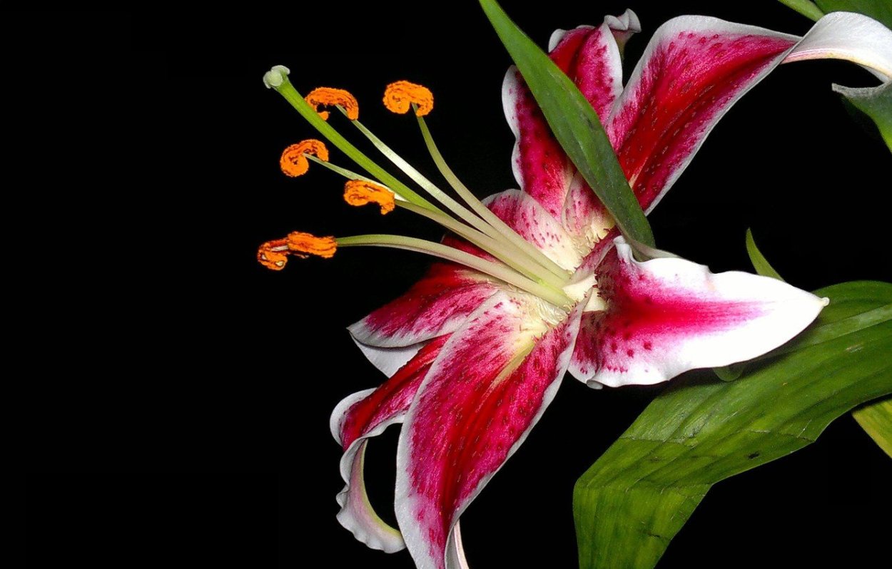 Лилия цветок