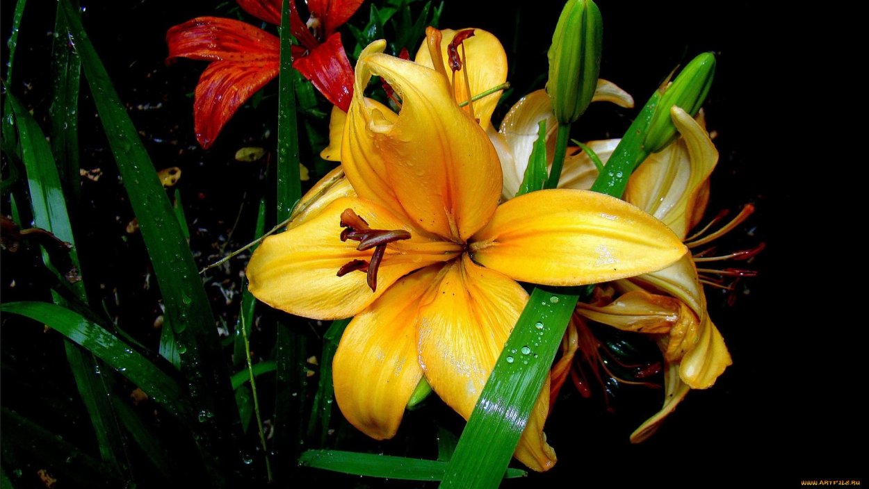 Лилия цветок