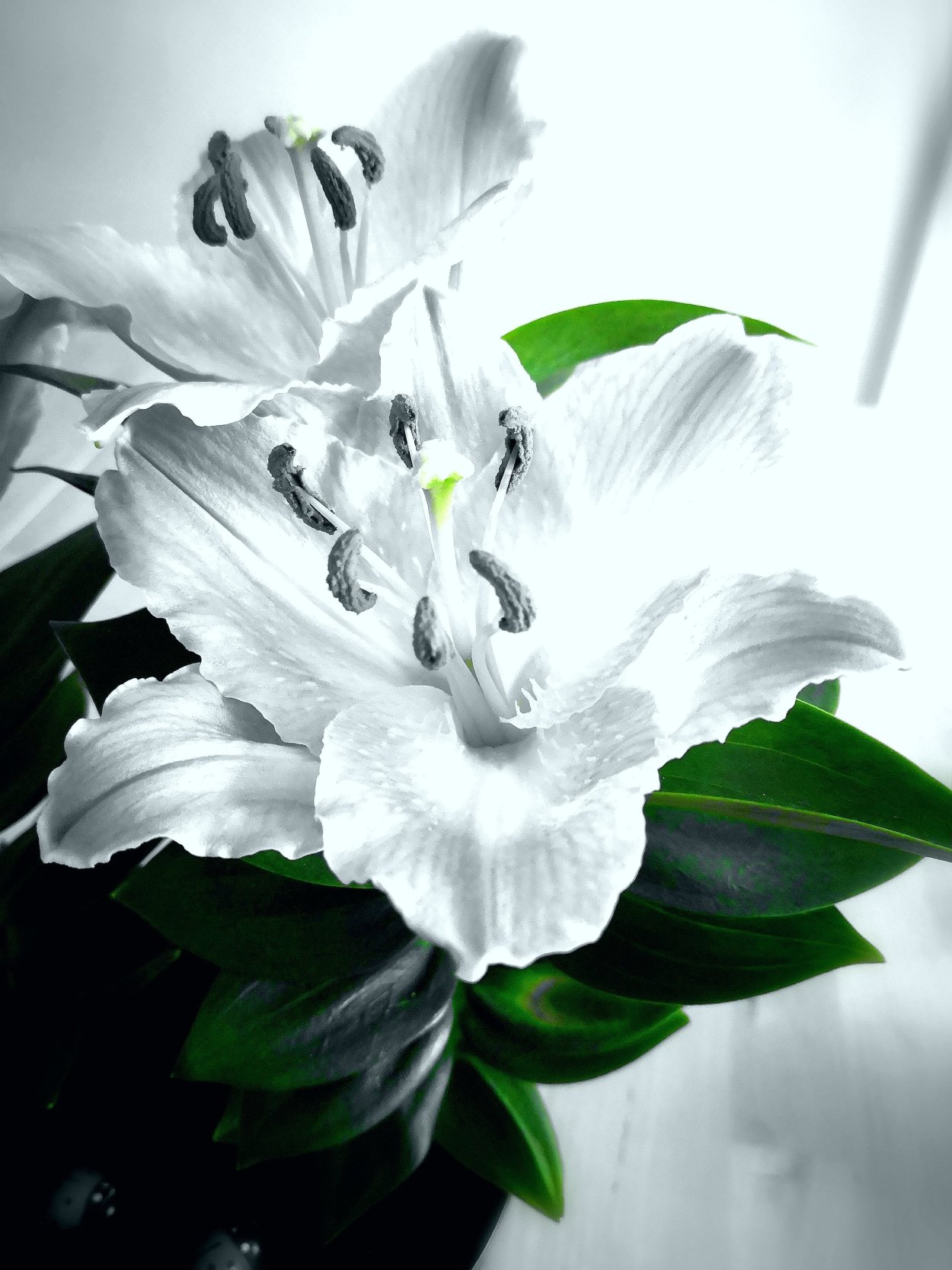 Чёрная Лилия цветок