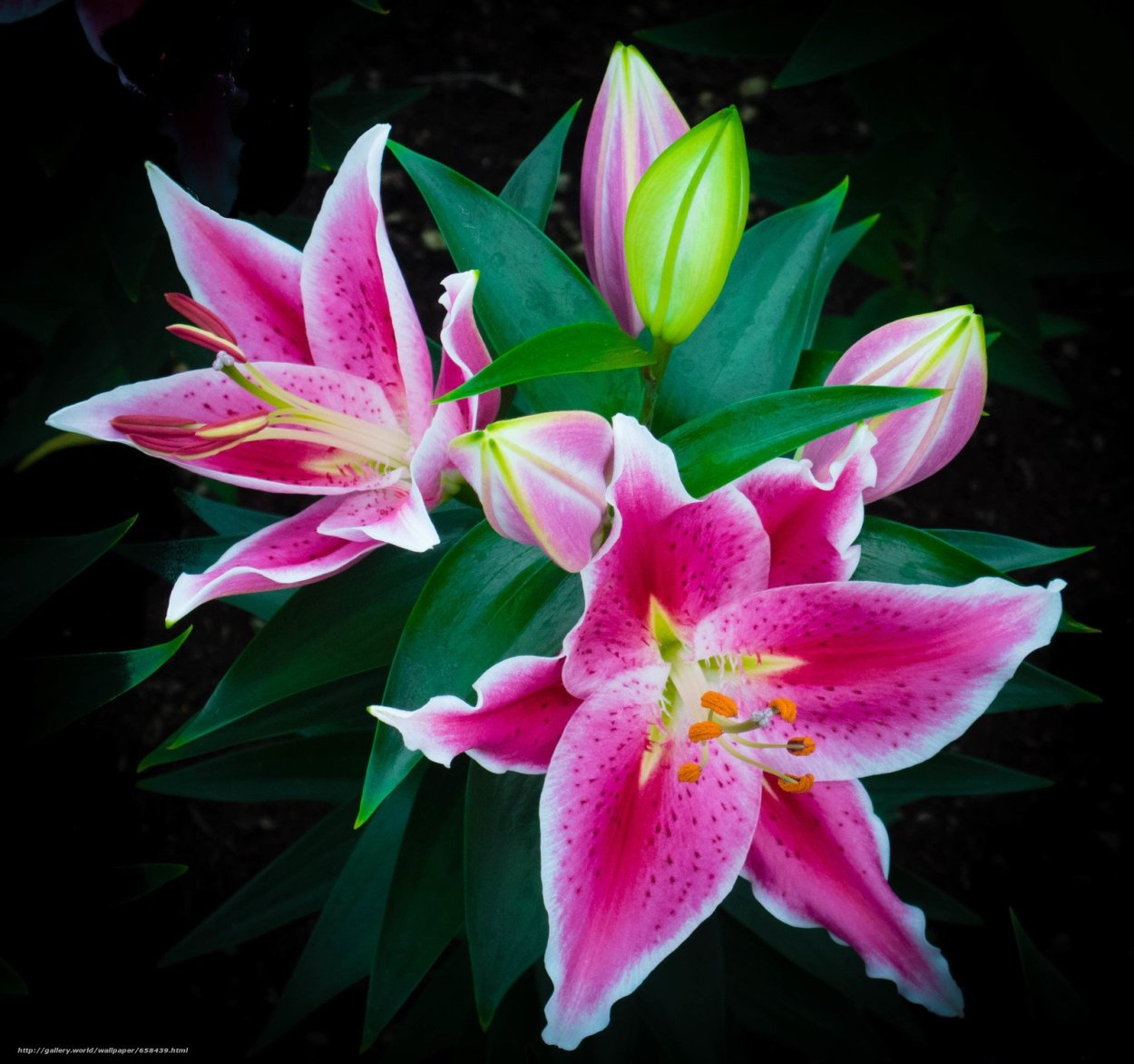 Лилия голландский красный