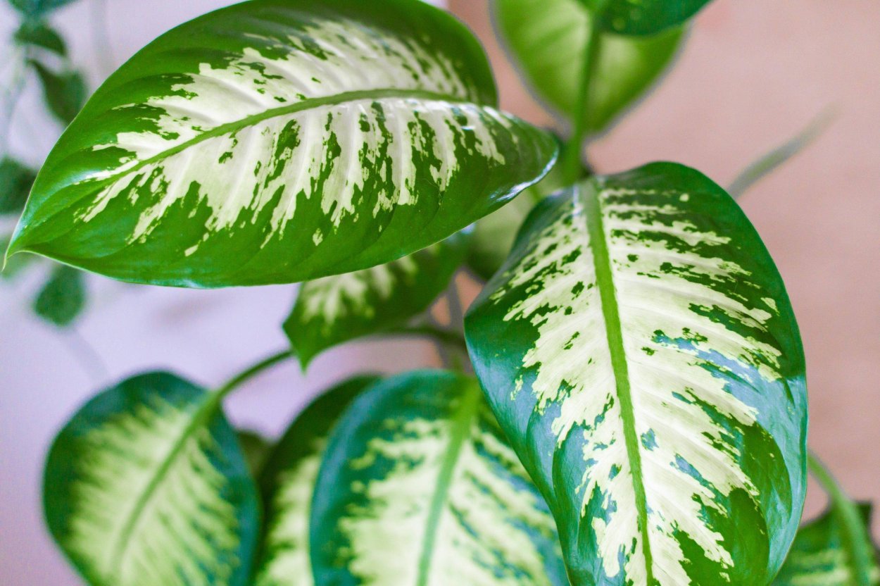 Диффенбахия Тропик Марианна