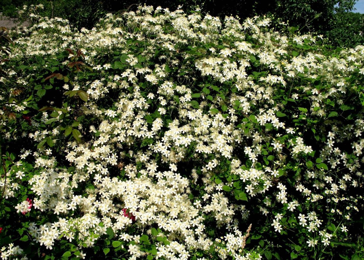 Клематис фаргезиоидес