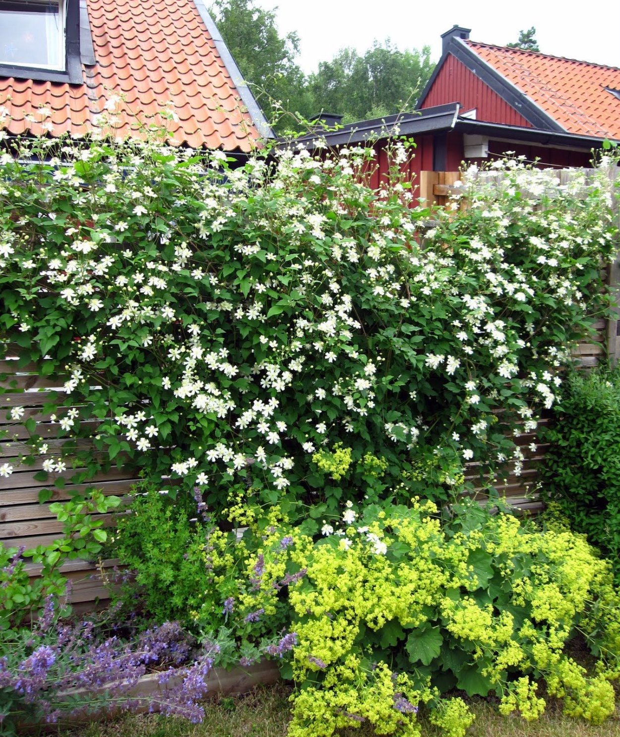 Клематис Поль Фаргез