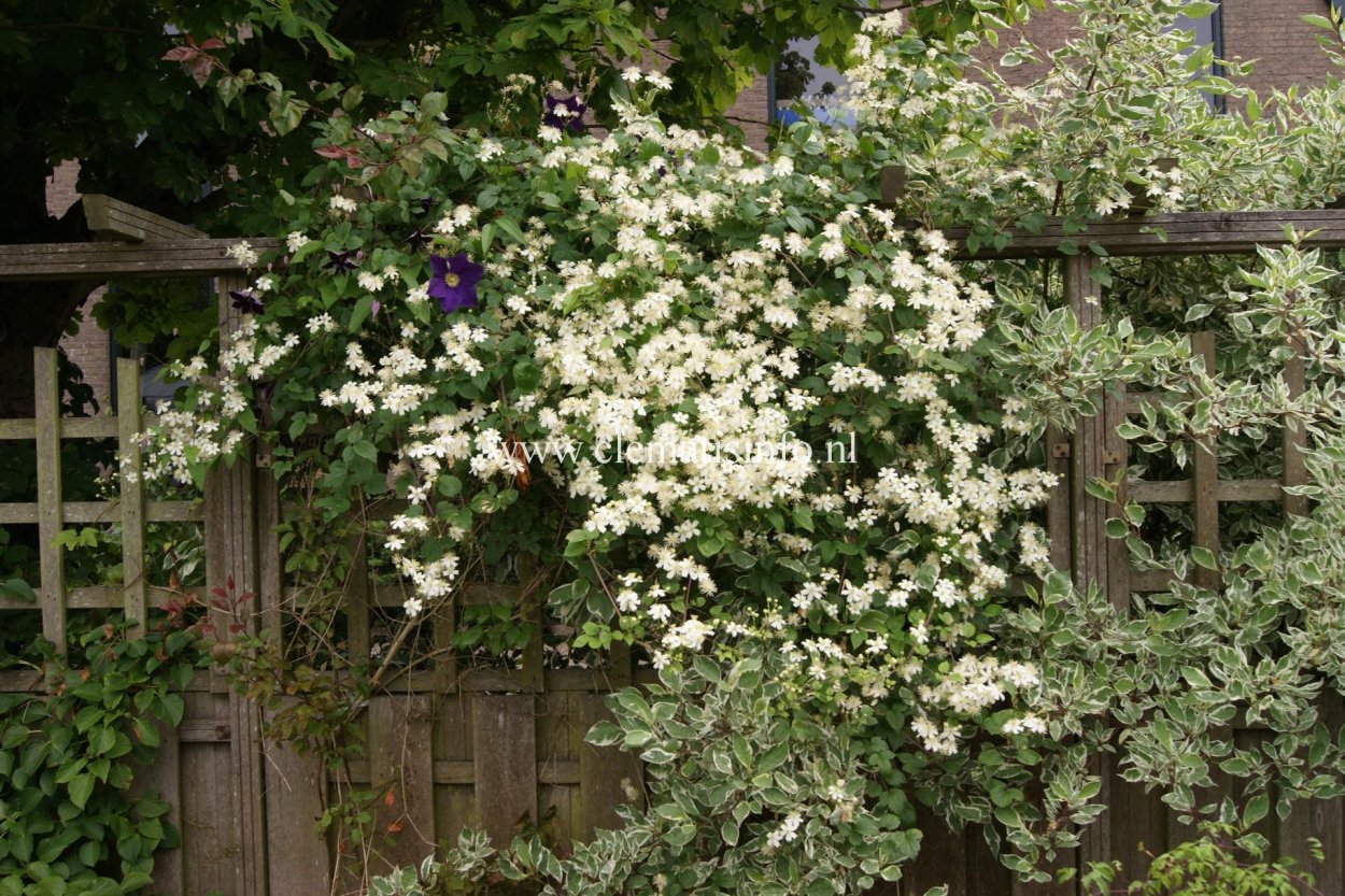 Клематис фаргезиоидес