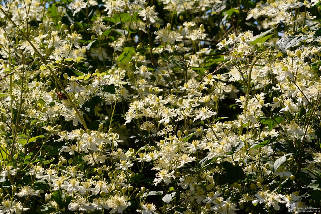 Клематис фаргезиоидес Поль Фаргез