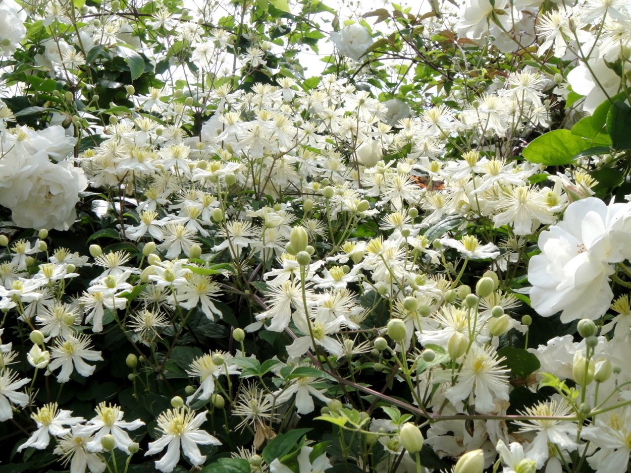 Клематис Паул Фаргез