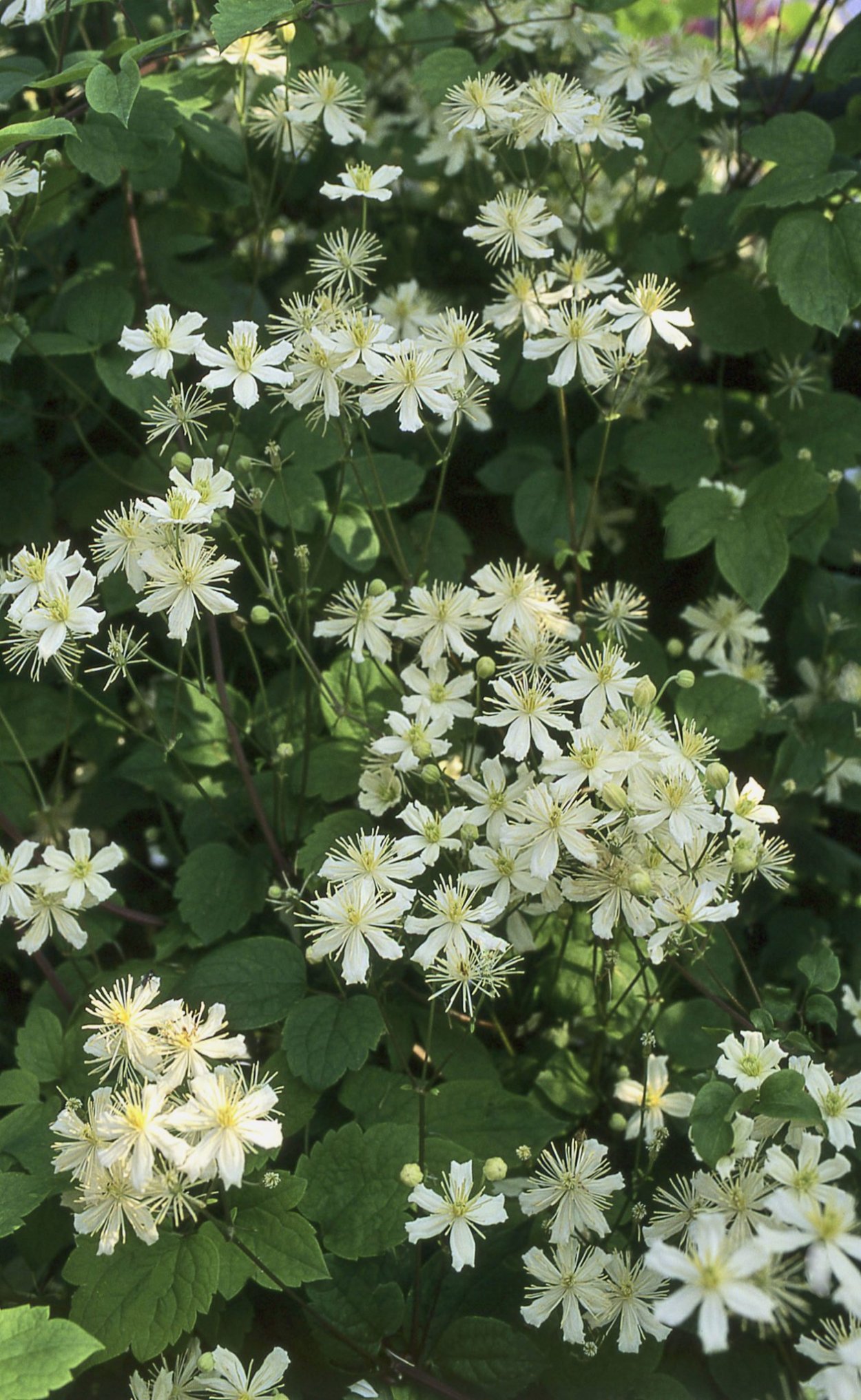 Клематис Фаргеза