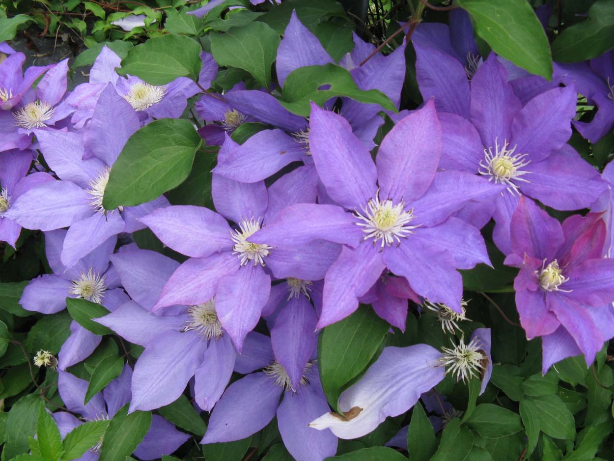 Клематис гибридный Конигскинд