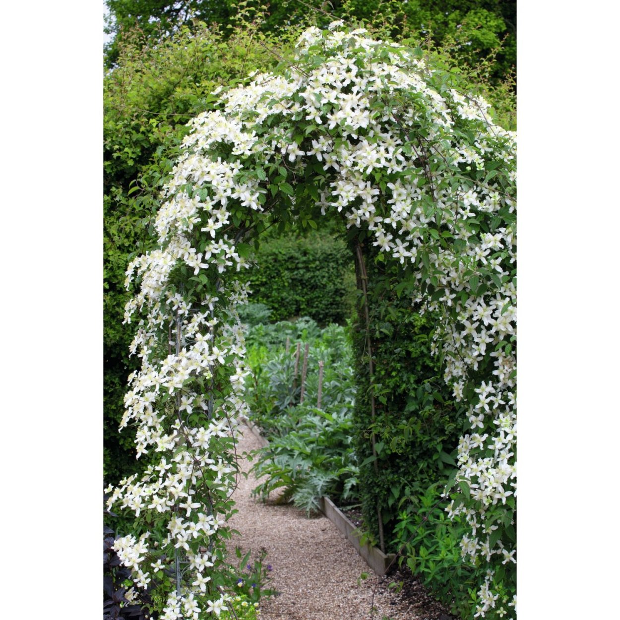 Клематис Жасмин