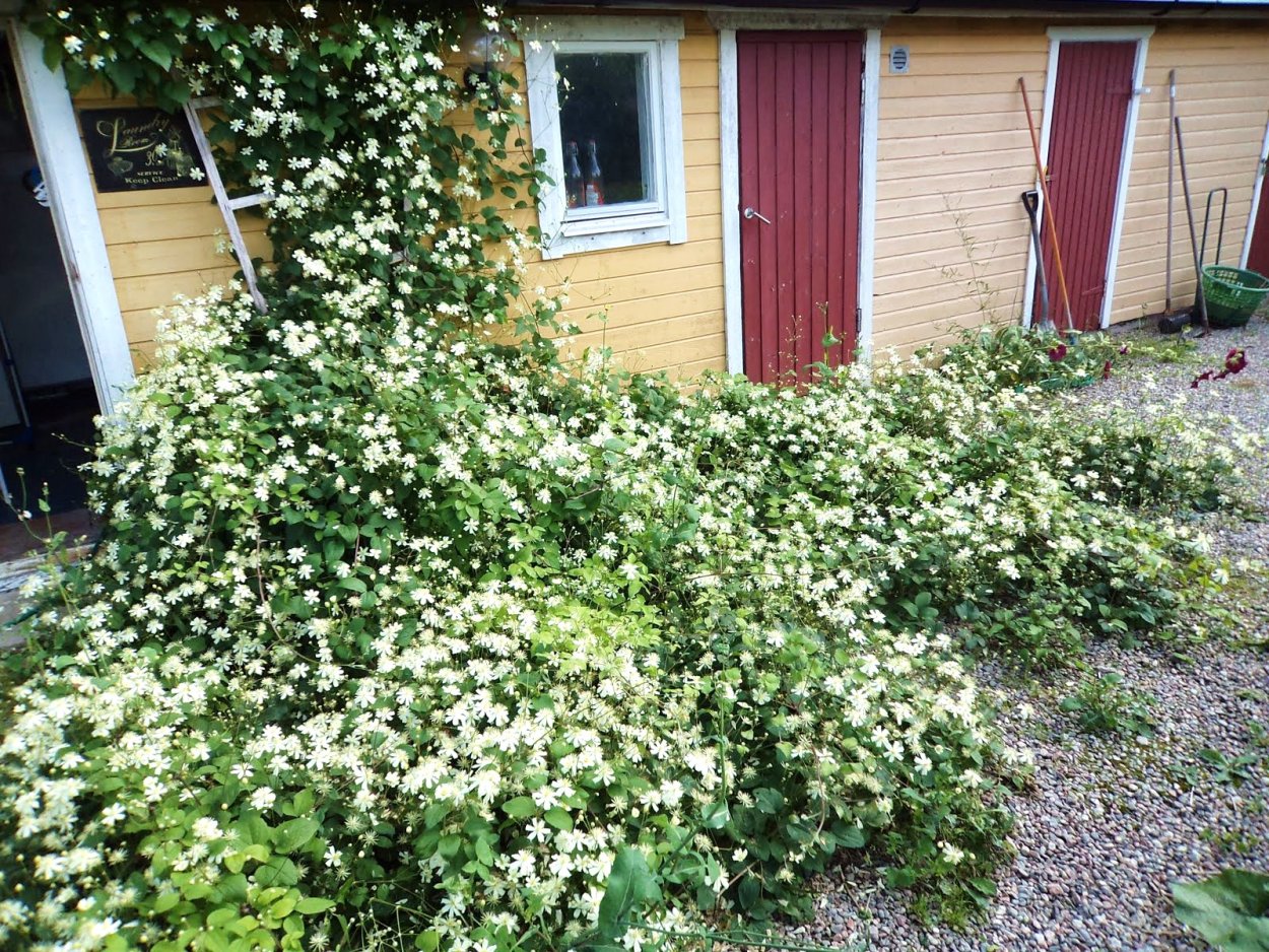 Клематис Фаргеза