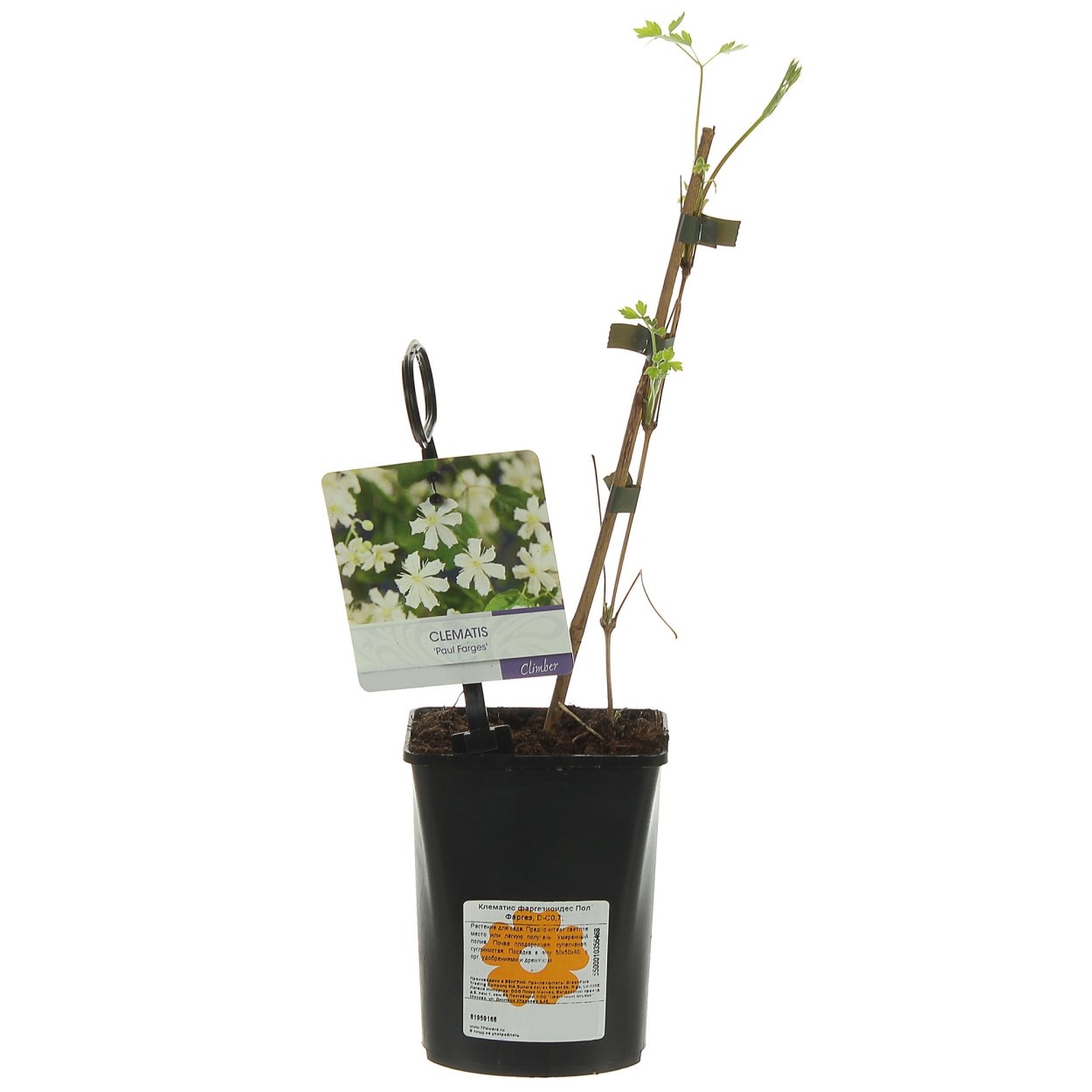 Клематис в Леруа