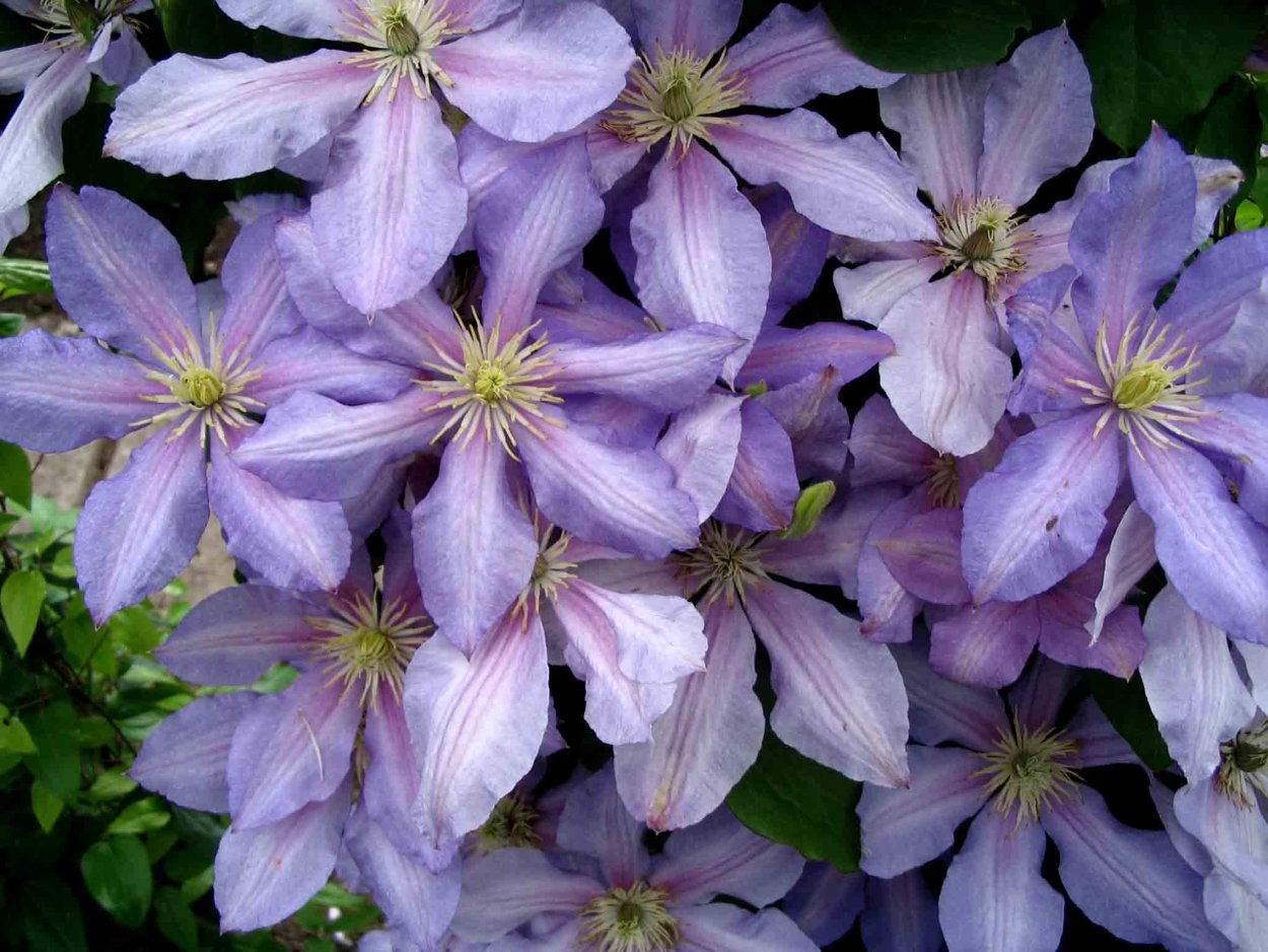 Аквилегия гиганты Маккана