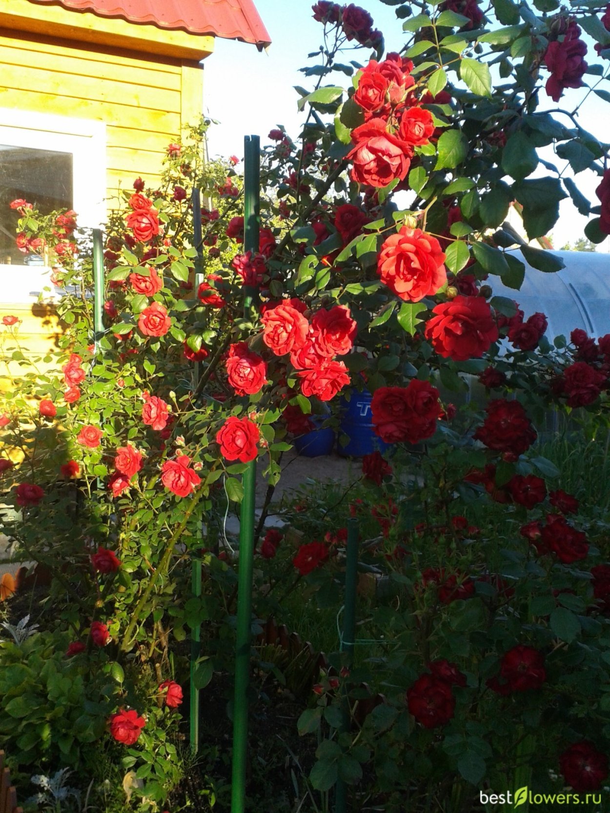 Роза плетистая Brownie