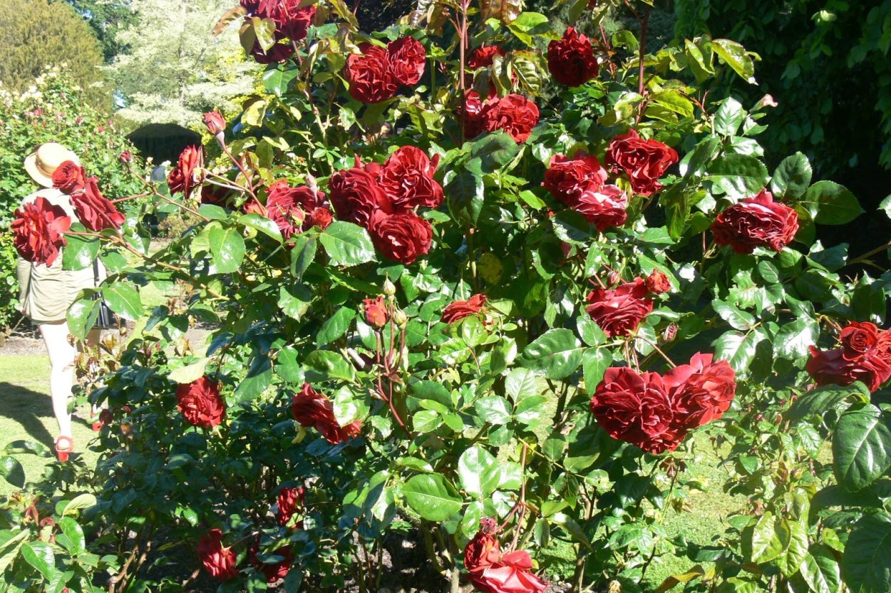 Роза Брауни плетистая