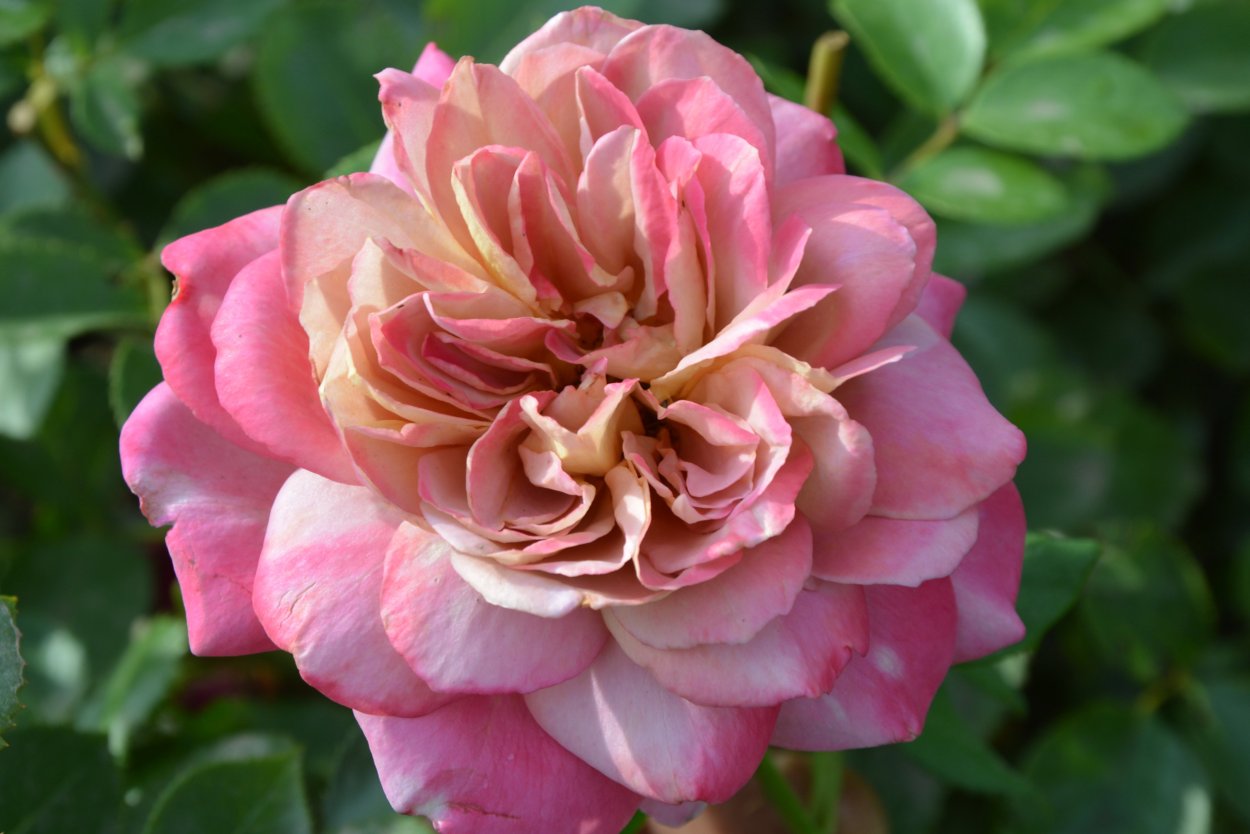 Boerner США, 1959 роза Броуни