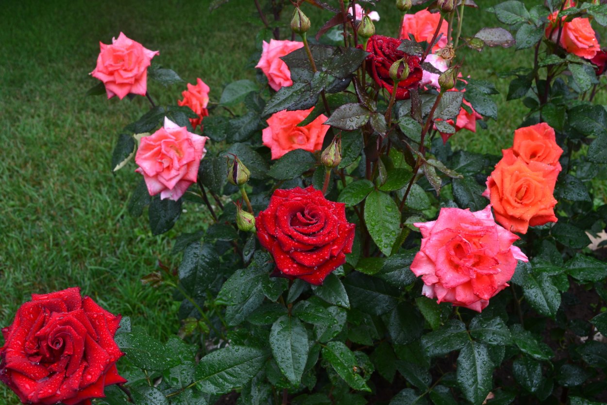 Роза Королева навоза